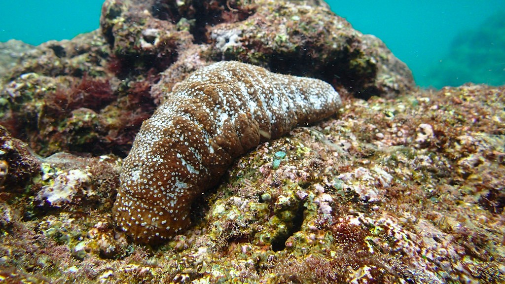 ¿Cómo se ve el fondo de un pepino de mar?