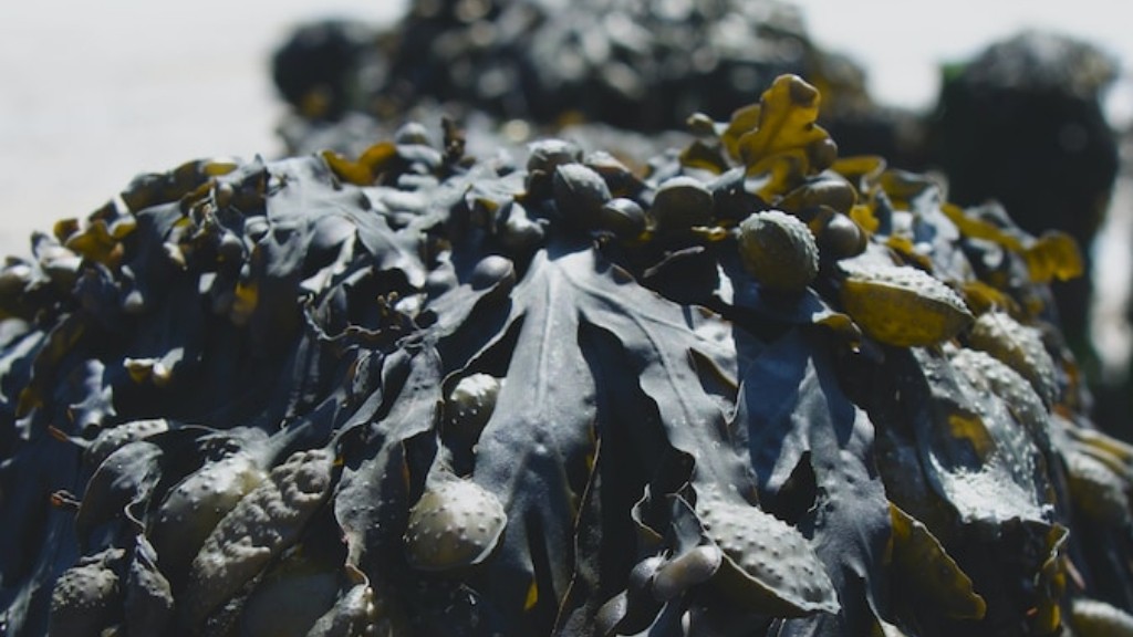 Cómo comer perlas de algas negras
