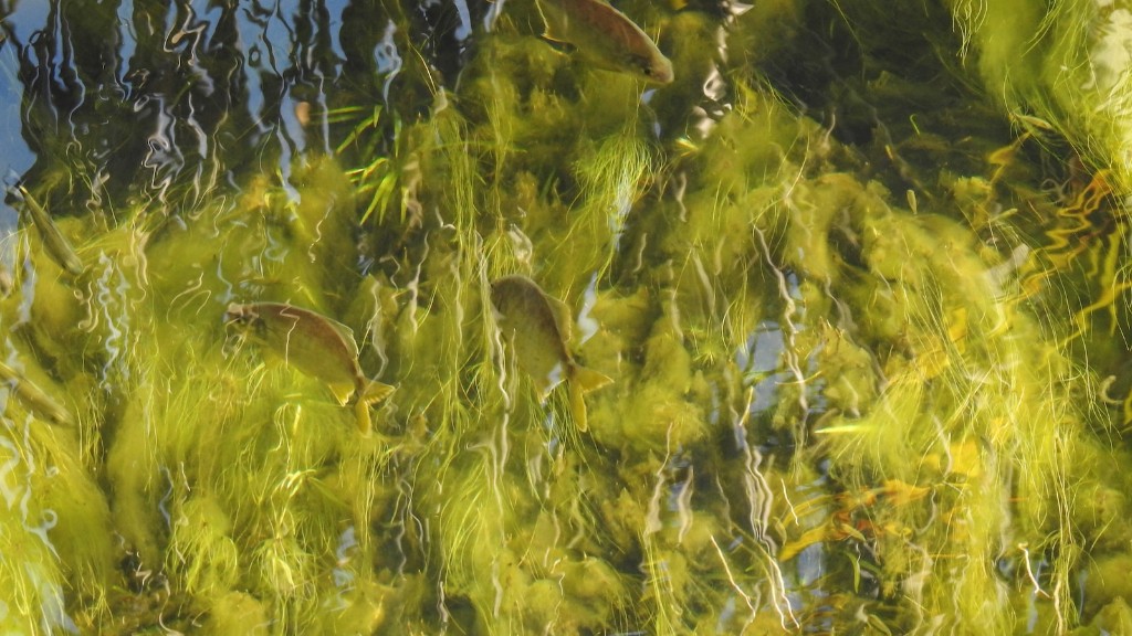 ¿Por qué los caballitos de mar envuelven sus colas alrededor de algas?