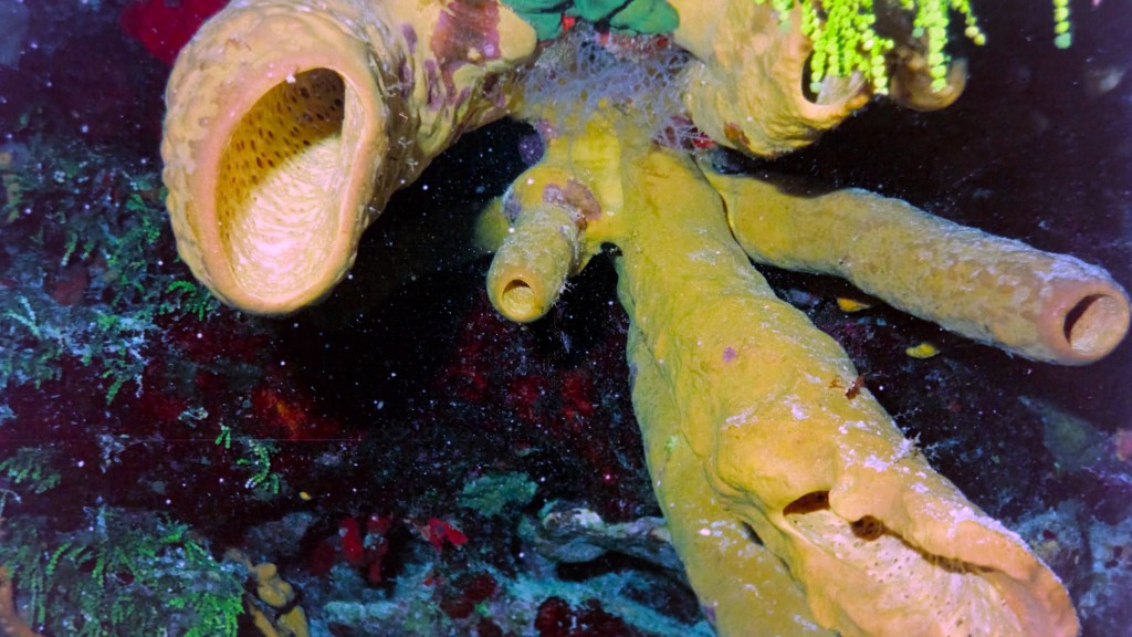 ¿Por qué los caballitos de mar envuelven sus colas alrededor de algas?