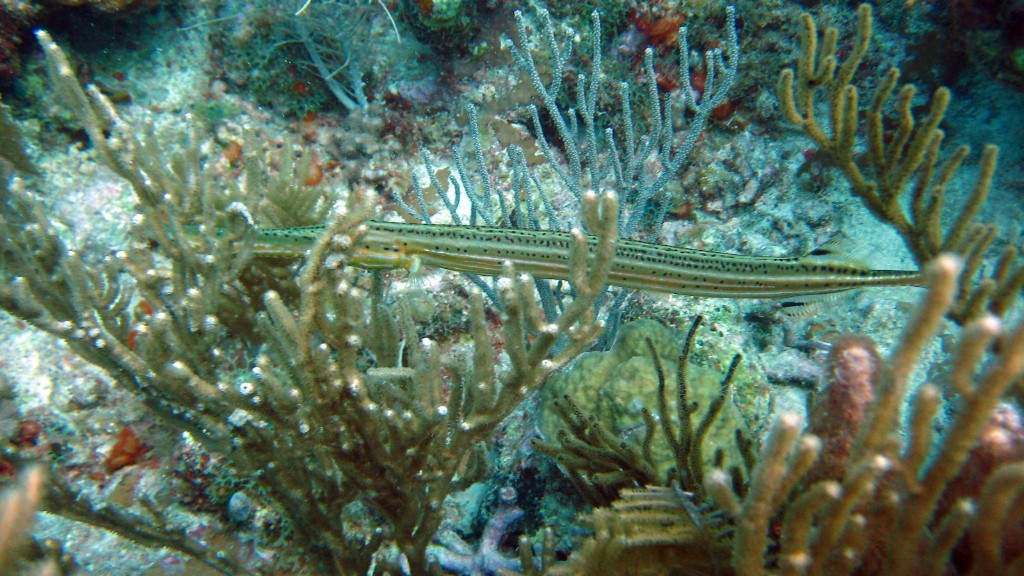 El debate entre la esponja marina y el coral es antiguo. Desde la antigüedad, los humanos han estado fascinados por la increíble complejidad de los océanos profundos y han anhelado comprender la asombrosa belleza y complejidad de las esponjas y corales que viven en ellos. Si bien las esponjas y los corales pueden verse muy diferentes, existen niveles similares de biodiversidad y adaptaciones biológicas dentro de ambos, lo que hace que sea difícil distinguirlos entre sí.